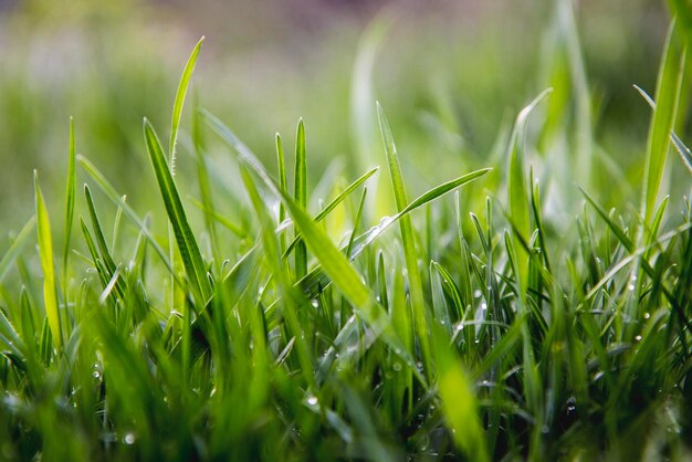 Erba verde e gocce d'acqua dopo la pioggia