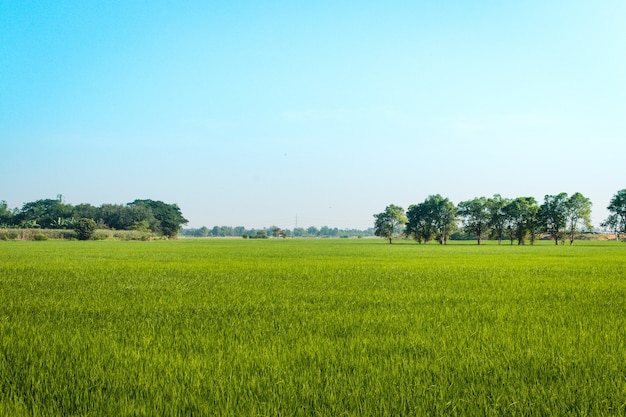 erba verde e lo sfondo del cielo blu