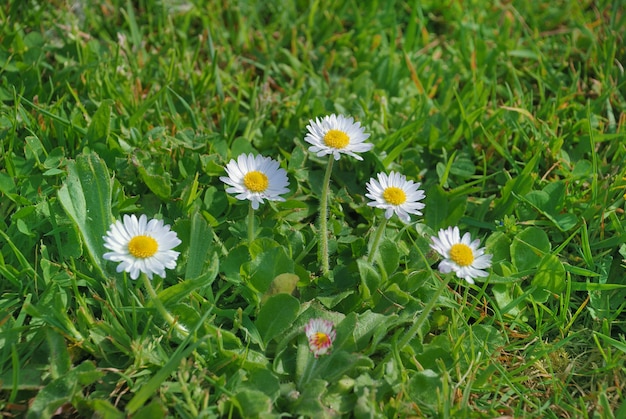 Erba verde e margherite