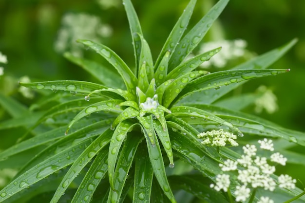 Erba verde e piante con gocce di pioggia