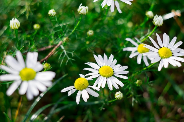 Erba verde e piccole camomille nella natura