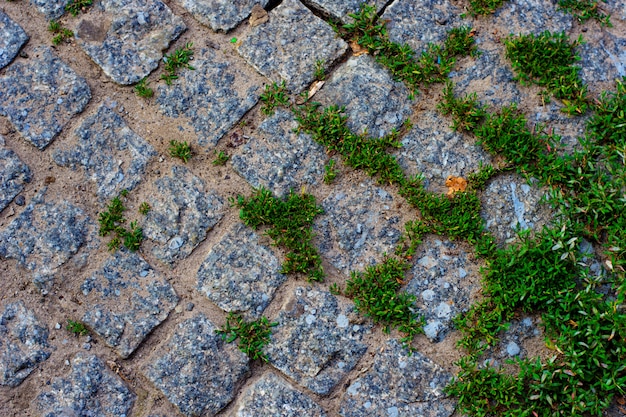 Erba verde fra la pavimentazione di pietra tradizionale del fondo del ciottolo