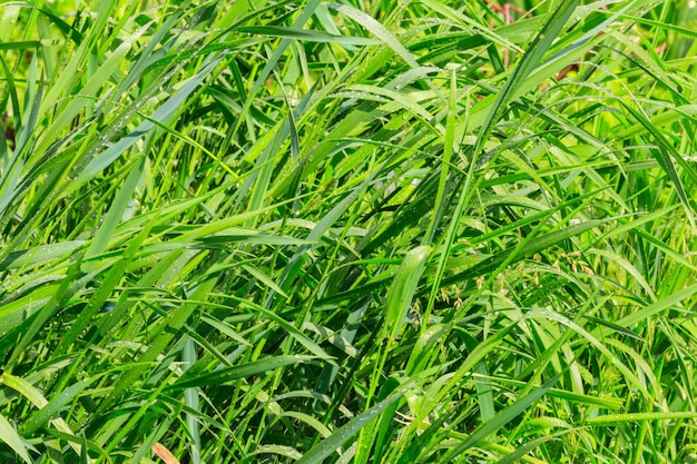 Erba verde fresca con gocce d'acqua dopo una pioggia