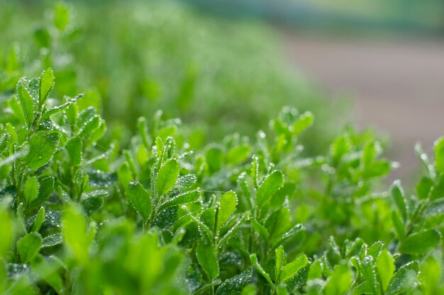 Erba verde fresca con gocce d'acqua piovana