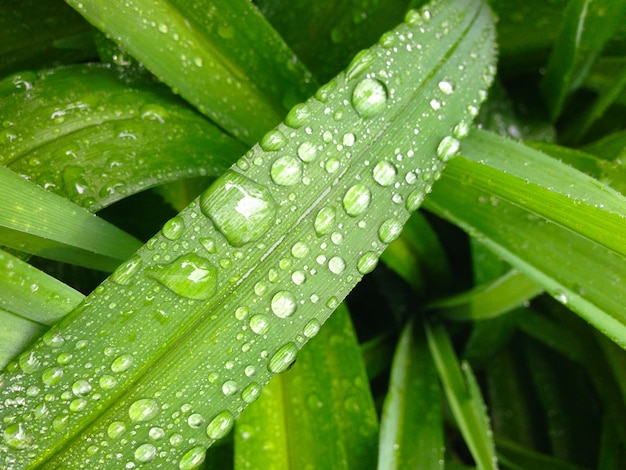 Erba verde fresca con gocce d&#39;acqua