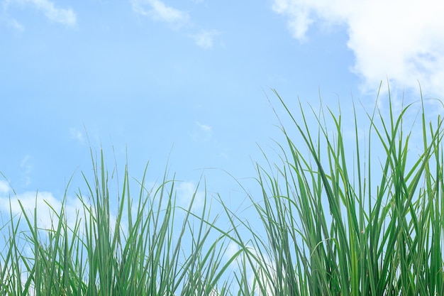 Erba verde fresca e cielo blu con nuvola bianca