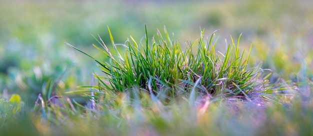Erba verde fresca estate e sfondo primaverile con erba verde in una giornata di sole