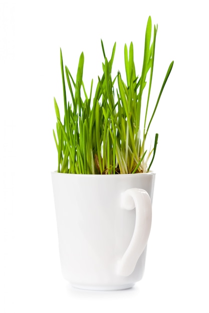 Erba verde fresca in tazza di caffè