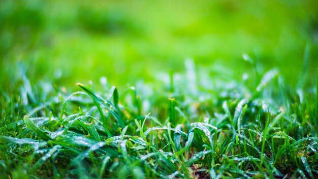 Erba verde fresca in una soleggiata giornata estiva nel parco Splendido paesaggio naturale di campagna con sfondo sfocato