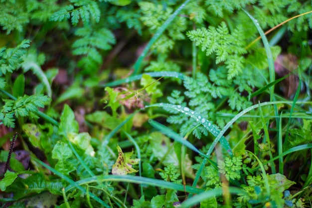 Erba verde fresca in una soleggiata giornata estiva nel parco Splendido paesaggio naturale di campagna con sfondo sfocato