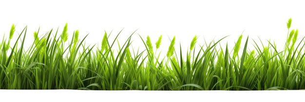 Erba verde fresca isolata su uno sfondo bianco