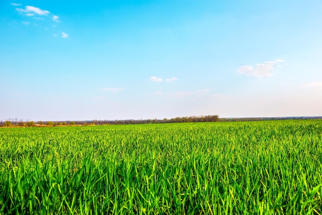 Erba verde fresca su un campo primaverile al tramonto