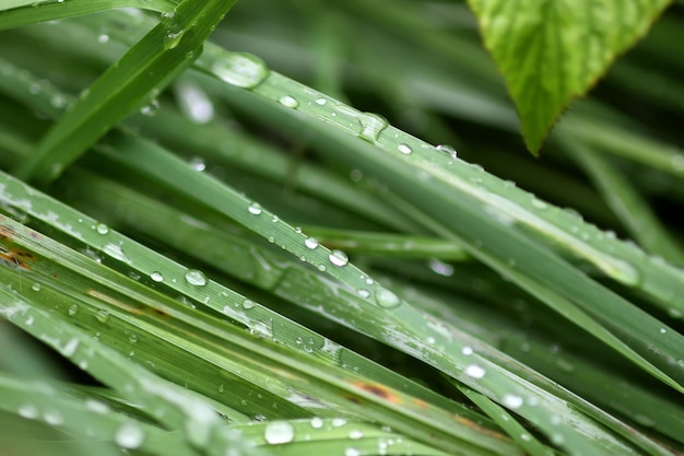 Erba verde fresca sul prato estivo in gocce d'acqua dopo la pioggia.