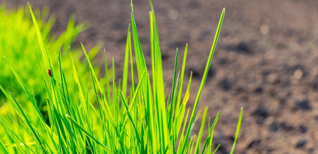 Erba verde fresca sullo sfondo del suolo nelle giornate di sole