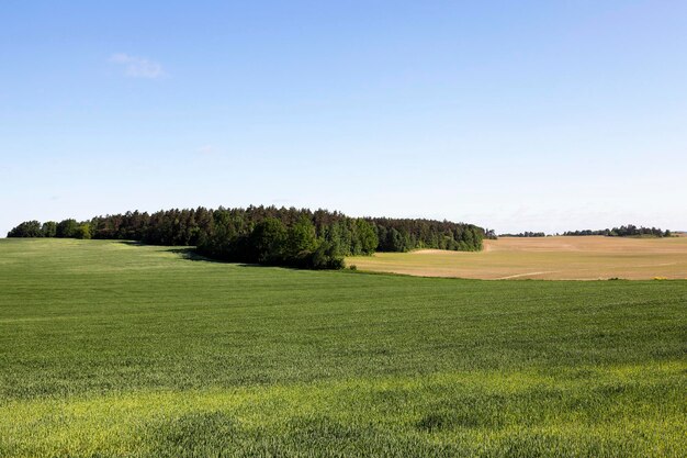 Erba verde immatura