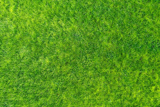 Erba verde in giardino. Meraviglioso sfondo estivo.