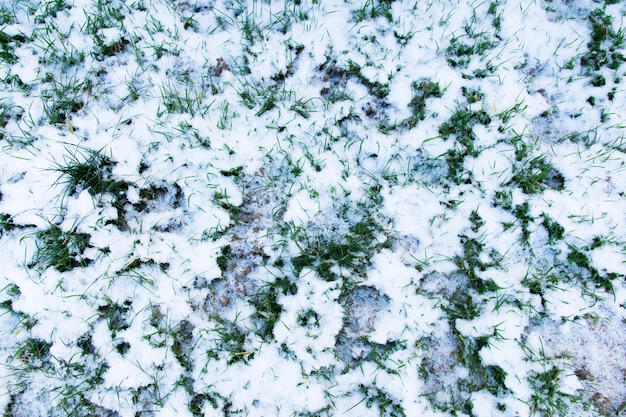 Erba verde in inverno con molta neve bianca