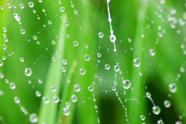 Erba verde in natura con le gocce di pioggia