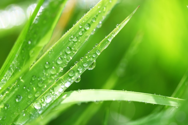 Erba verde in natura con le gocce di pioggia