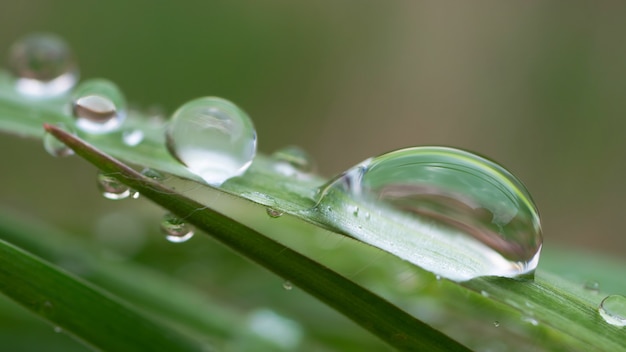 Erba verde in natura con le gocce di pioggia