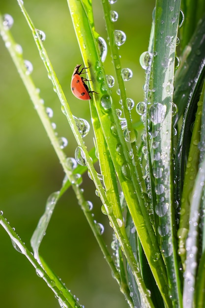 Erba verde in natura con le gocce di pioggia