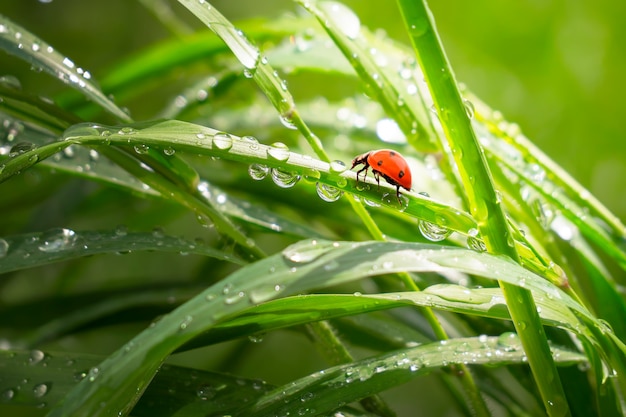 Erba verde in natura con le gocce di pioggia