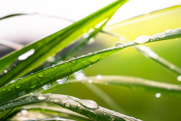 Erba verde in natura con le gocce di pioggia