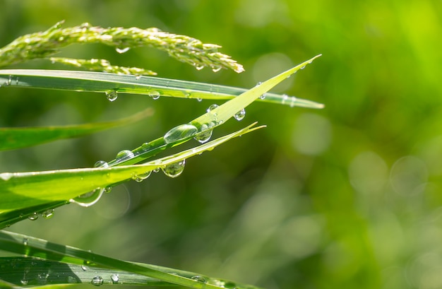 Erba verde in natura con le gocce di pioggia