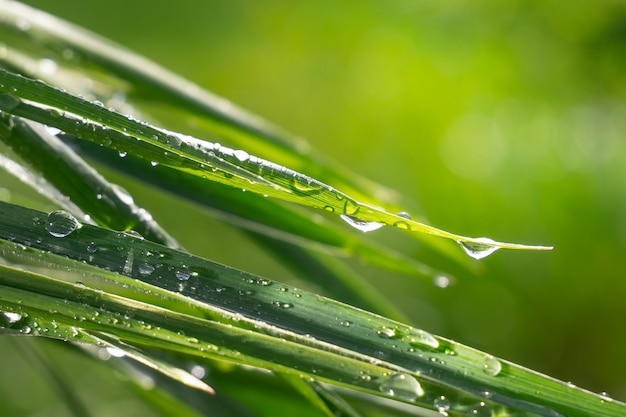 Erba verde in natura con le gocce di pioggia