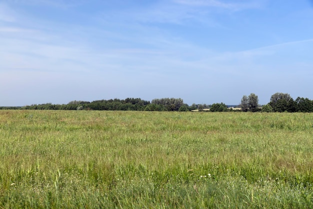 Erba verde in un campo in estate un campo con