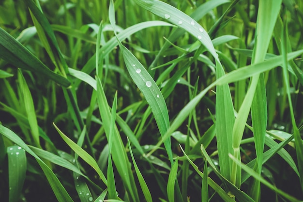 Erba verde in un prato estivo, sfondo estivo