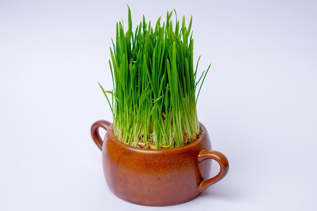 Erba verde in un vaso marrone di porcellana Erba verde in un vaso marrone isolato su sfondo bianco