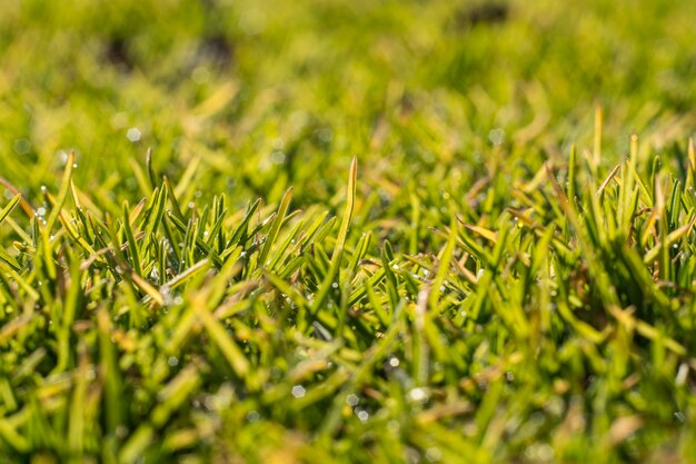 Erba verde in una giornata di sole primaverile