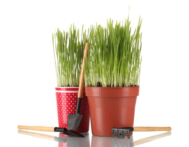 Erba verde in vaso da fiori due isolato su bianco