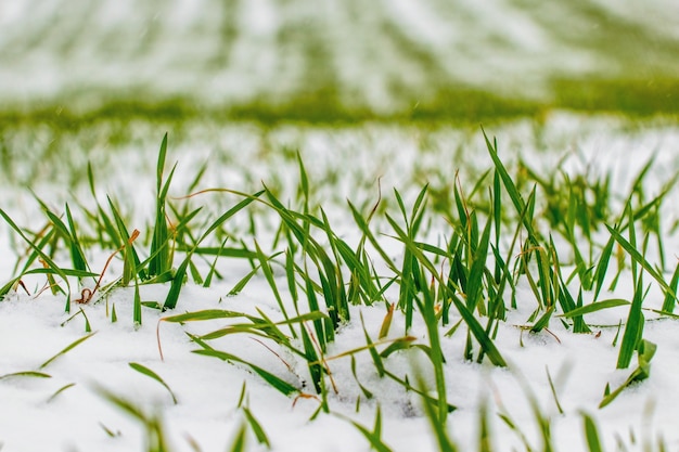 Erba verde innevata durante una nevicata