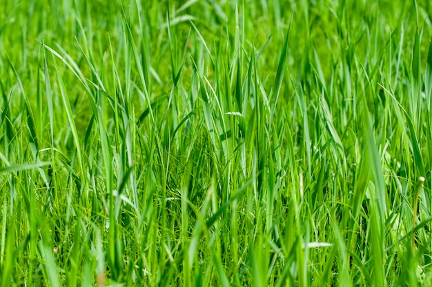 Erba verde intenso a struttura del modello dell'iarda