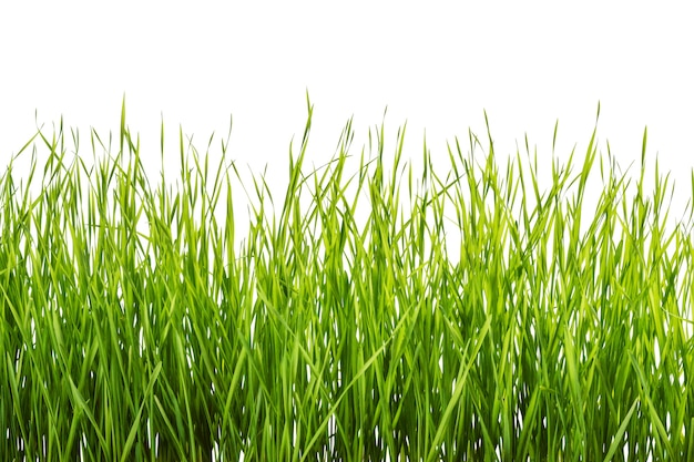 Erba verde isolata su sfondo bianco