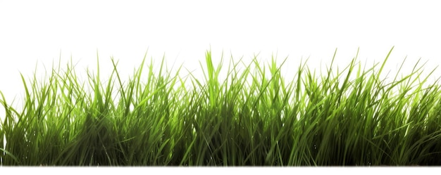 Erba verde isolata su una priorità bassa bianca