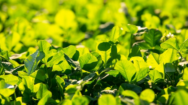 Erba verde lussureggiante brillante alla luce del sole