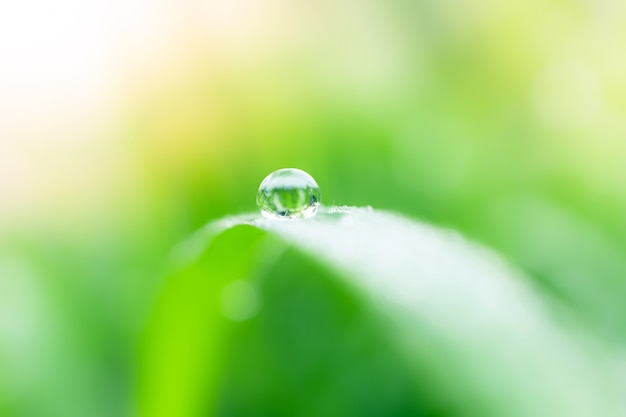 Erba verde lussureggiante fresca con gocce di rugiada d'acqua di messa a fuoco selettiva all'alba del mattino, sfondo dell'ambiente verde di freschezza