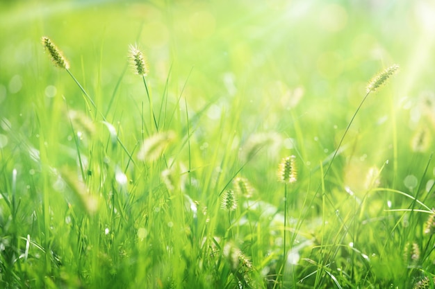 Erba verde naturale prato soleggiato sfondo primavera