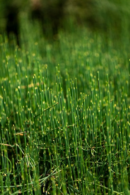 Erba verde nel campo