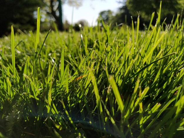 Erba verde nel prato Prato in un parco cittadino con erba tagliata Raggi solari e bagliore Fotografia orizzontale Foresta in primavera o in estate Concetto di ecologia Bokeh sfocato