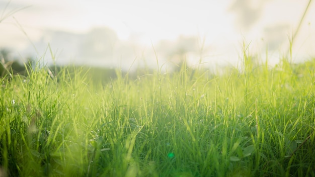 Erba verde nella bellissima alba