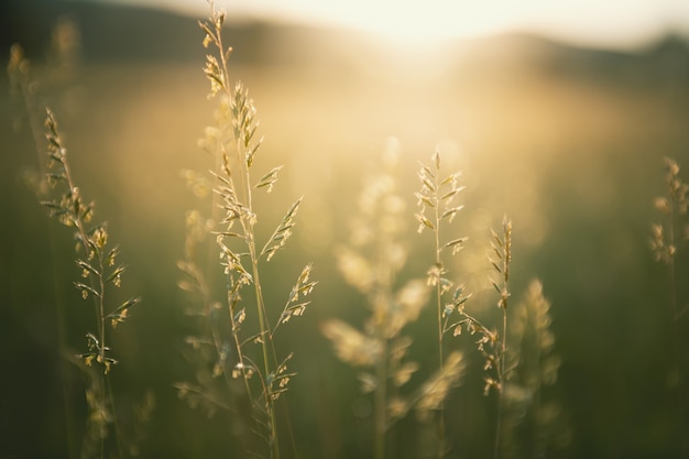 Erba verde nella foresta estiva al tramonto Macro immagine Sfondo astratto della natura estiva