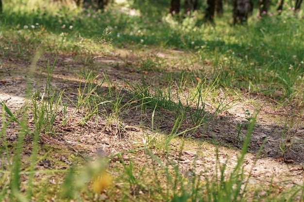 Erba verde nella foresta in una giornata estiva