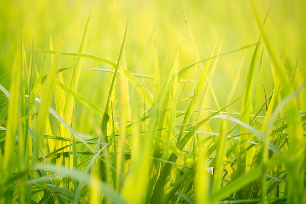 Erba verde nella vista a livello degli occhi per lo sfondo o la progettazione grafica