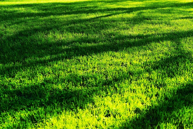 Erba verde orizzontale con il fondo del bokeh delle ombre dell'albero