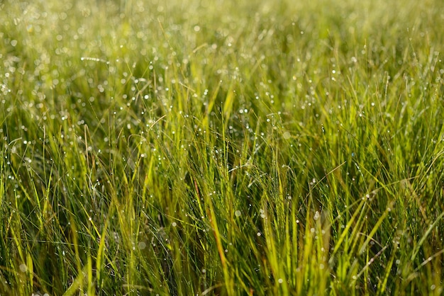 Erba verde primaverile con gocce di rugiada sfondo sfocato in stile ecologico gocce d'acqua luce solare erba verde