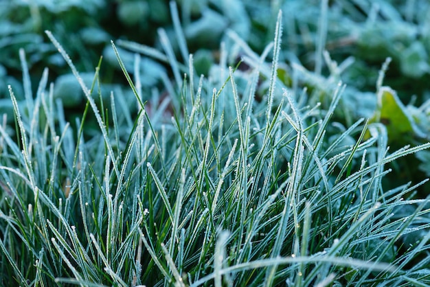 Erba verde ricoperta di brina Messa a fuoco selettiva